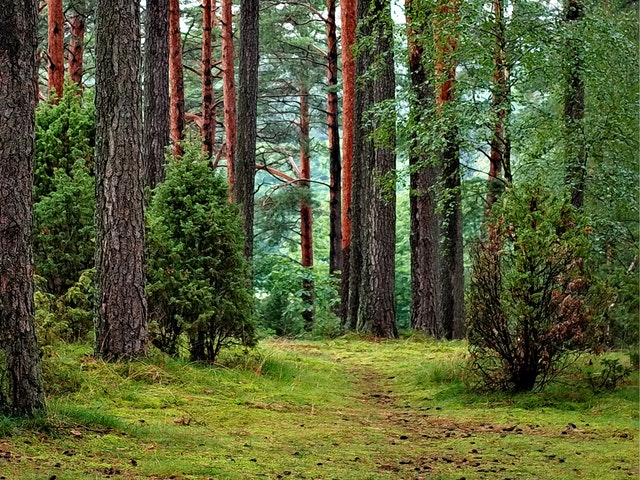 En grön skog